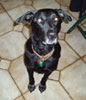 Ben the Dog